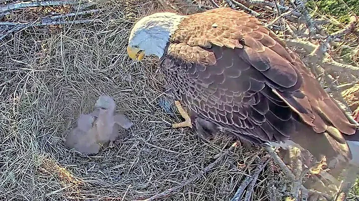 SWFL Eagles~A few bites for die little ones & Bonk...