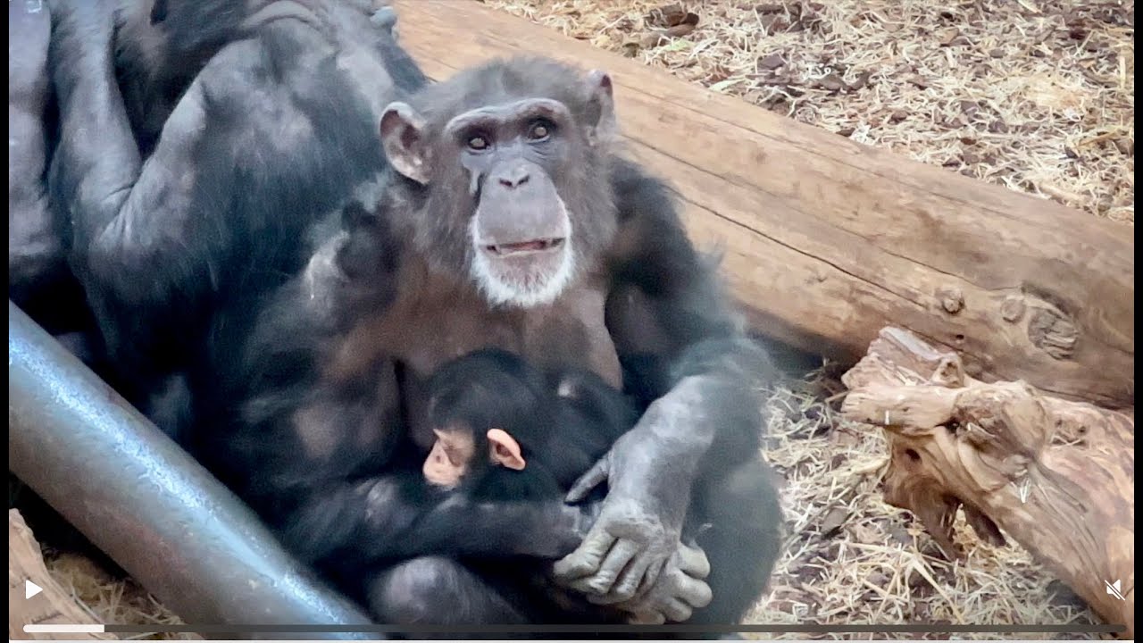 Baby Chimps with their Mother - They are so Sweet - PART 11 ❤️ 🥰