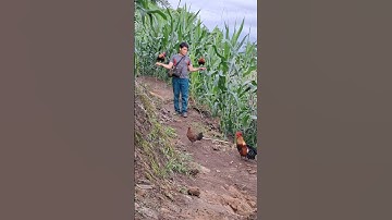 gà rừng sinh đẹp. qaib qus zoo nkauj