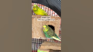 #سورة_القيامة #قرآن #العفاسي #المصحف #اكسبلور #طيور #البادجي #quran #birds #budgies #alafasy #texas