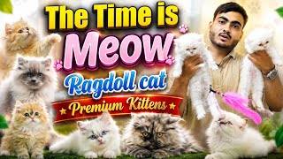 Doll Face Cute Persian Cats & Kittens | Ragdolls Cats Available At The Time Is Meow| Dabeerpura Hyd