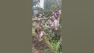 subi practices climbing trees with his friends without taking his hands off his mouth.🙀