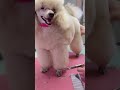#doggroomer #grooming #dogtok #puppy #pets #poodle #airedale #cutedog #petgrooming #toypoodle