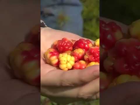 🤔 Почему ненцы