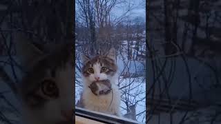 Cute animal_s funny #shorts #shortvideo ✅ #viralvideo #trending #funny #animals #tiktok #cat✅