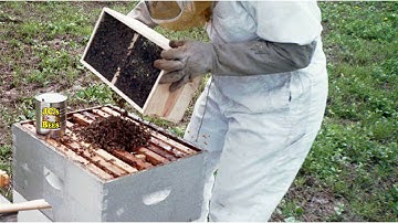 Installing Packaged Honeybees