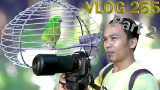 MELATIH SERINDIT BERSINGA // main Naga / Part 2 _ Vlog 255