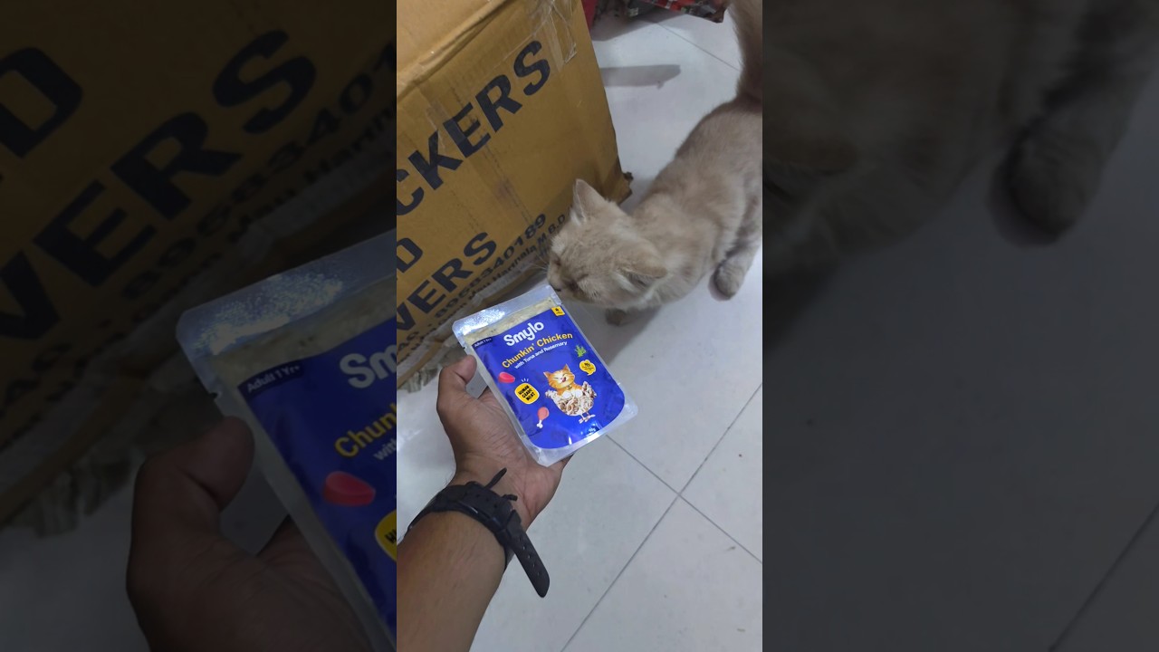 kabadi ka kaam 😂 shuru kar diya | Smylo cat wet food review & unboxing 