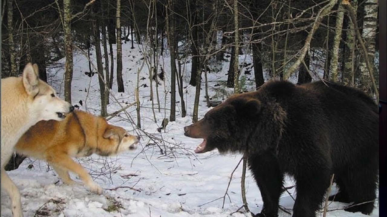 Собака лиса медведь