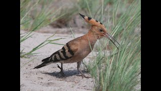 Hoopoe. Każdy dudek ma swój czubek :)