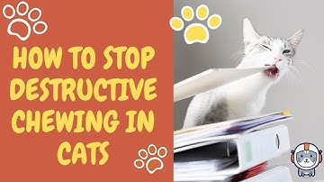 How to Stop Destructive Chewing in Cats