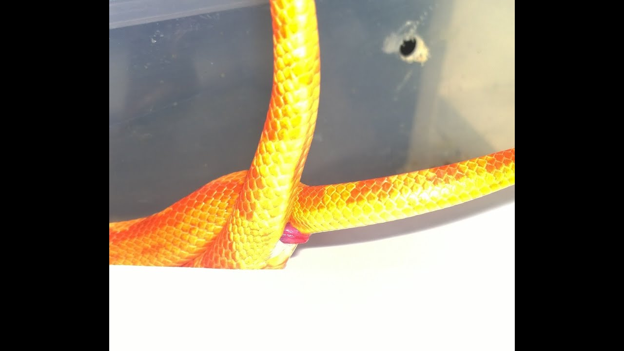 corn snake morphs Breeding updates 4-16-16