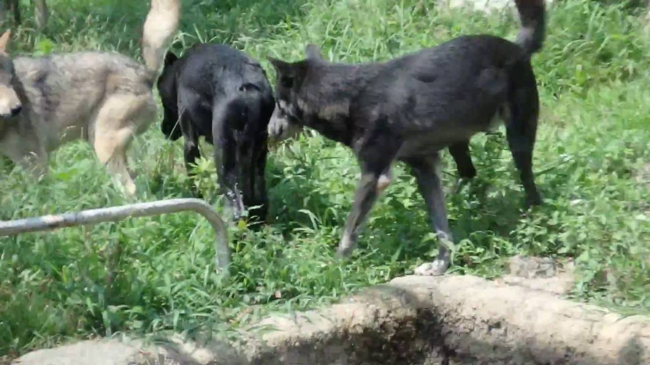 1080p60 東山動物園 シンリンオオカミ 新オオカミ舎 マイケル ゲンキ ヒカル三兄弟 4 Youtube 1080p60 東山動物園 シンリンオオカミ 新オオカミ舎 マイケル ゲンキ ヒカル三兄弟 4 Youtube