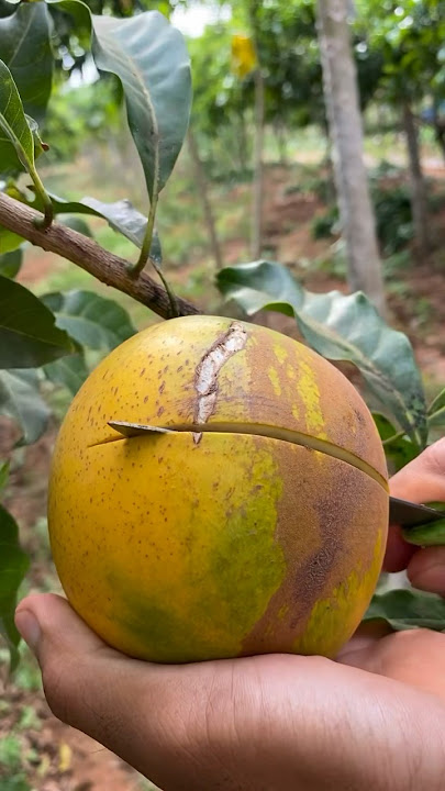 Best Cutting Skills, Abiu Fruit #fruit #reels #abiu #cutting skills #best #usa #fyp #viralvideo