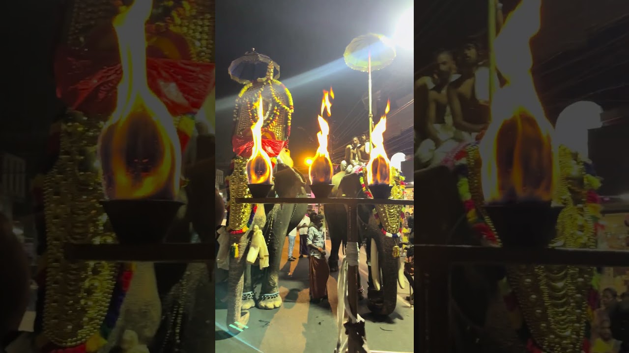 ഷണ്മുഖപുരം സുബ്രഹ്മണ്യസ്വാമിയുടെ തൈപ്പൂയമഹോത്സവം പകൽപൂരം❤️#elephant #shorts #shortsfeed #trending