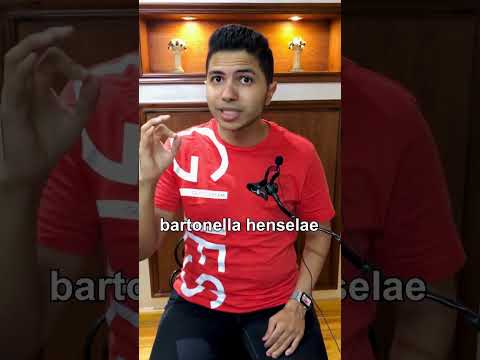 لو قطة خربشتك ممكن يجيلك مرض خدش القطط