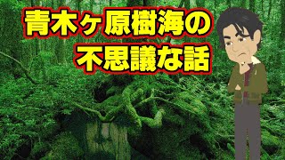 【不思議な話アニメ】青木ヶ原樹海の不思議な話（樹海に関する３つの不思議な出来事）