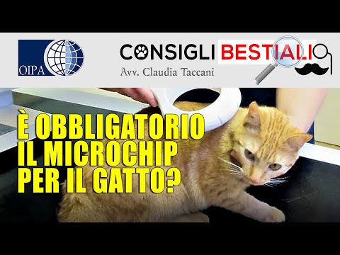 Video: Perché Microchip Il Tuo Gatto - I Gattini Dovrebbero Ottenere L'ID Del Microchip?