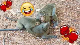 Boxing Funny Monkey cute baby boxing monkey videos it really awesome and so many full fun by CC Strong 213 views 2 years ago 3 minutes, 27 seconds