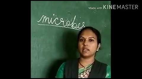 Dalauda Public School Class 4th science chapter 4 (Part - 1) by Bindu Tiwari