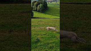 #rabbiting #ferreting #hunting #lurcher #workingdogs #rabbitdog #huntinguk #catchdog #ferret