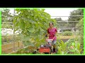 The secret to a successful vegetable garden, hubby asked and disclose...