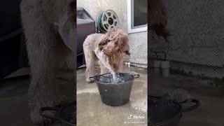 Dog Drinks Water In Curious Way Viralhog