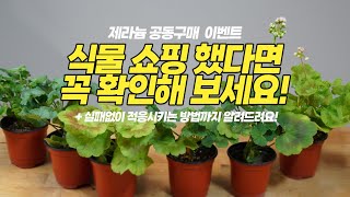 식물(제라늄) 쇼핑 했다면 꼭 확인해 보셔야 해요!  실패없이 적응시키는 방법 / 제라늄 공동 구매 이벤트 / 언박싱 /온라인 식물 구매/홈가드닝 실내정원 HomeGardening