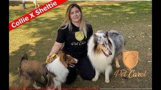 Collie X Sheltie  Veja a diferença entre as raças #lassie #petcarol