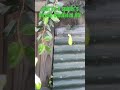 Leaf + spider web + breeze = artificial life