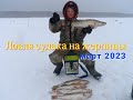 Зимняя ловля судака- Рыбалка на жерлицы на судака- Судак на Сурском водохранилище