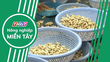 Ngành điều kỳ vọng đạt mục tiêu xuất khẩu 4 tỷ USD | Nông nghiệp Miền Tây