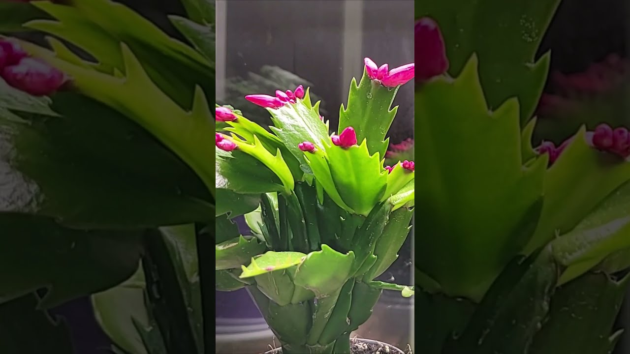 Цветочные советы от елены