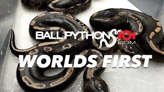 Famous WORLD'S FIRST EGG CUTTING! Leopard GHI X Black Pastel Wealth