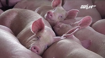 VTC14 | Liên tục ký kết thực phẩm sạch, TP HCM liệu có bữa ăn sạch?