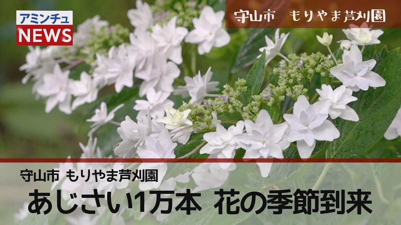 アミンチュニュース 守山市 もりやま芦刈園 あじさい1万本 花の季節到来 Youtube