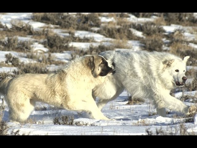 Top 5 Biggest dog breeds that can fight 