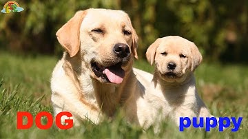 Animals and their young ones | Bé học tiếng Anh các loài động vật mẹ và con