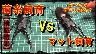 【検証】ギラファノコギリクワガタは発酵マット飼育と菌糸飼育　大きく育つのはどっち！？ Beetle or stag beetle videos