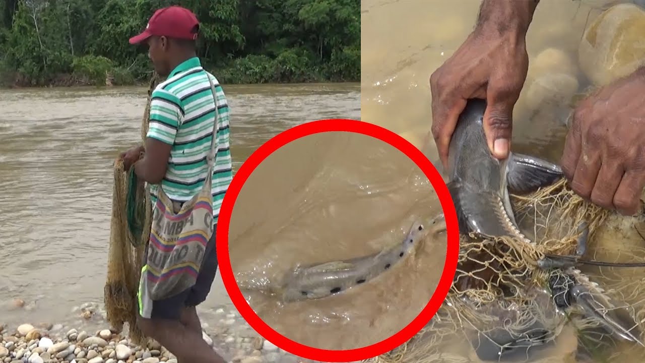 Pesca con atarraya en Colombia / Fish hunting