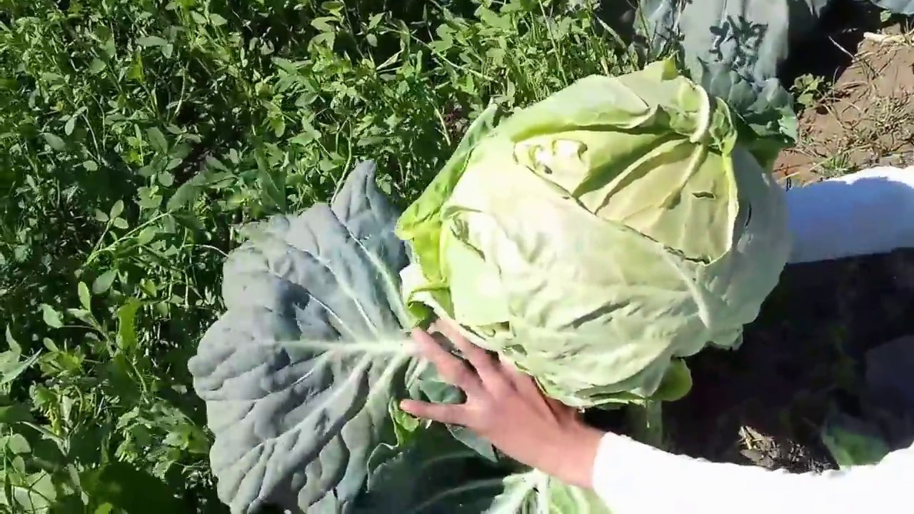 طريقه حصاد الكرنب وكيف نأخذ منه البذور Way Harvesting Cabbage And Method Of Extracting Seeds Youtube