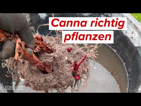 Video: Warum blüht meine Canna-Lilie nicht: Gründe für keine Blumen auf einer Canna-Pflanze