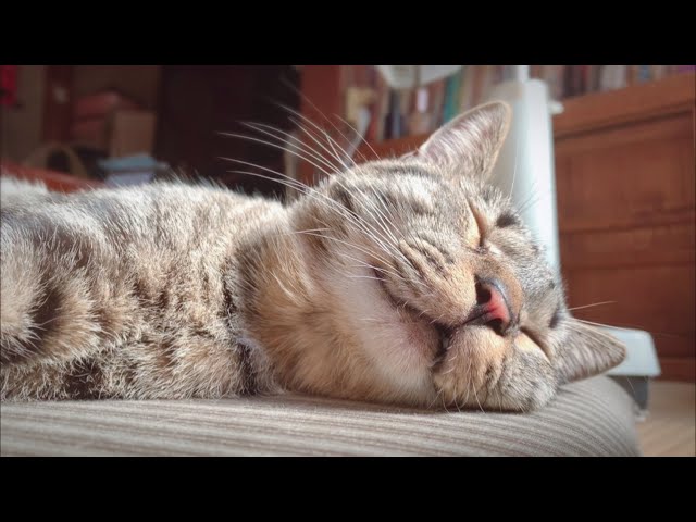 起きてる時以外いつも寝てる Cats sleep deliciously