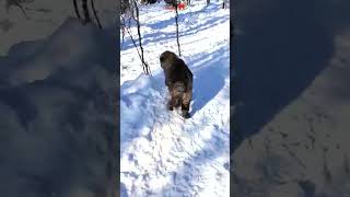Fun in the snow of cold Alaska  #dog #bigdog #dogs