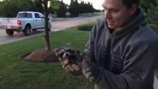 Raccoon rescued