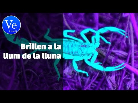 Vídeo: Insectes sorprenents: escorpins