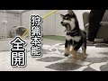 ひっぱりっこ遊びで狩猟本能に目覚める豆柴の子犬がこちら