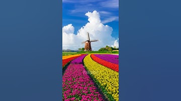 Thumbnail of Tulip Fields, the Netherlands | Most Unbelievable Places in the World - Part02 #Shorts