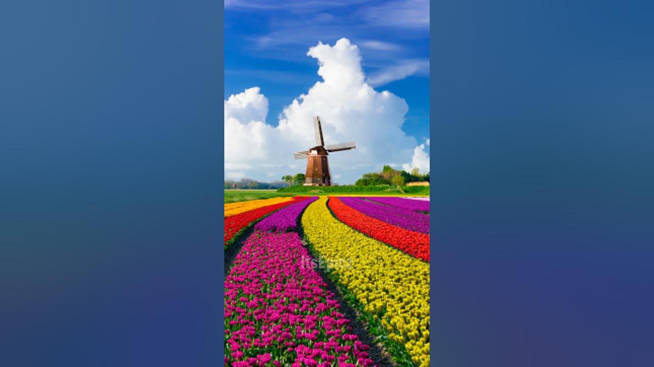 Tulip Fields, the Netherlands | Most Unbelievable Places in the World - Part02 #Shorts Tulip Fields, the Netherlands | Most Unbelievable Places in the World - Part02 #Shorts