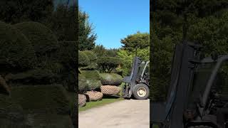 Taxus baccata topiary 🥰